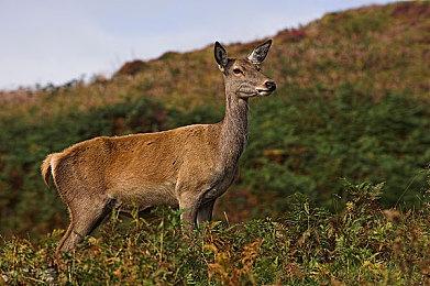 一代经典！游戏《仙剑奇侠传》登陆任天堂Switch